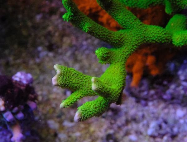 Montipora Digitata Green 1