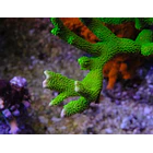 Montipora Digitata Green 1