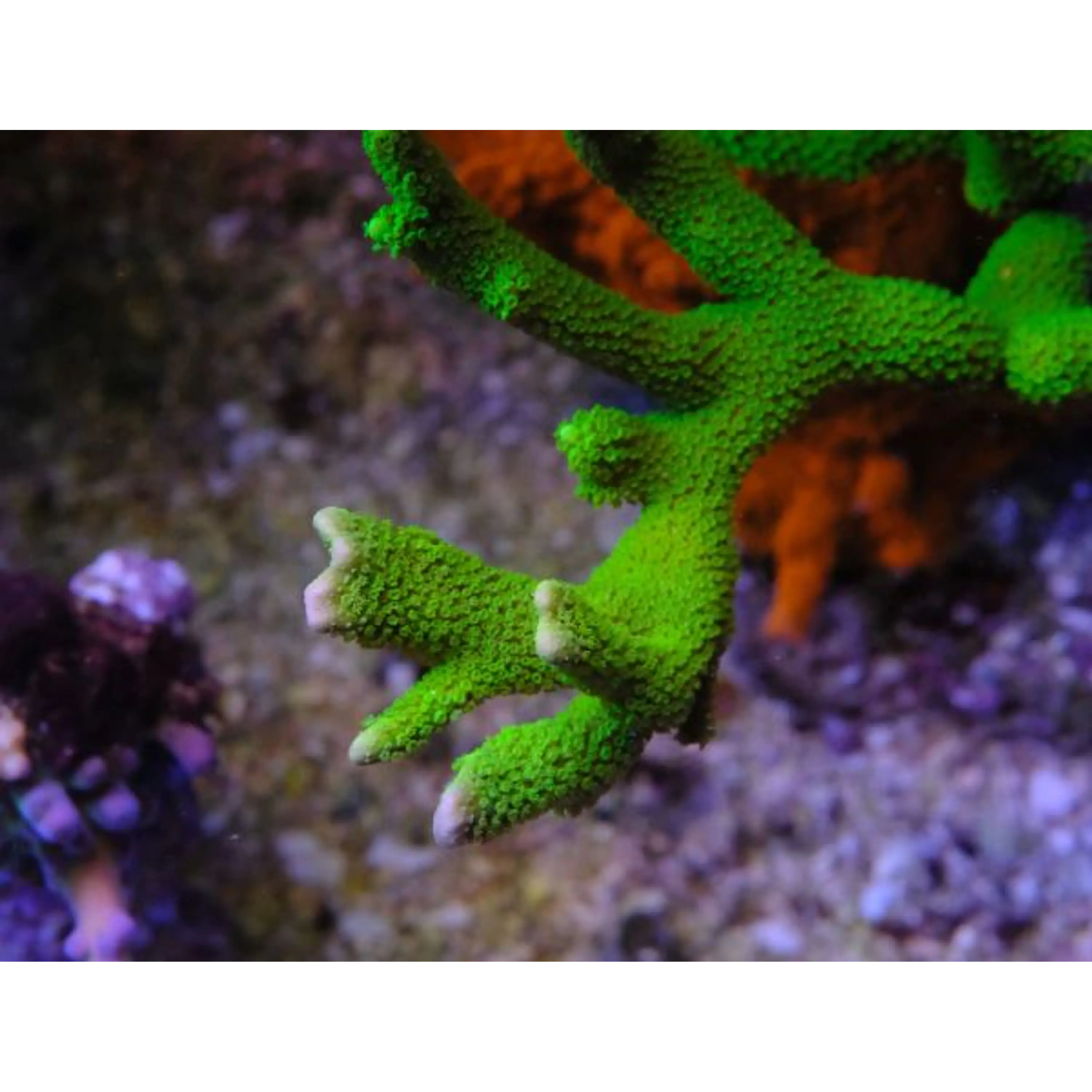 Montipora Digitata Green