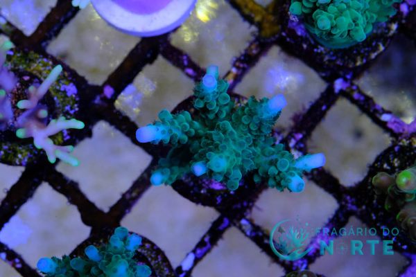 Acropora Loisettae 3