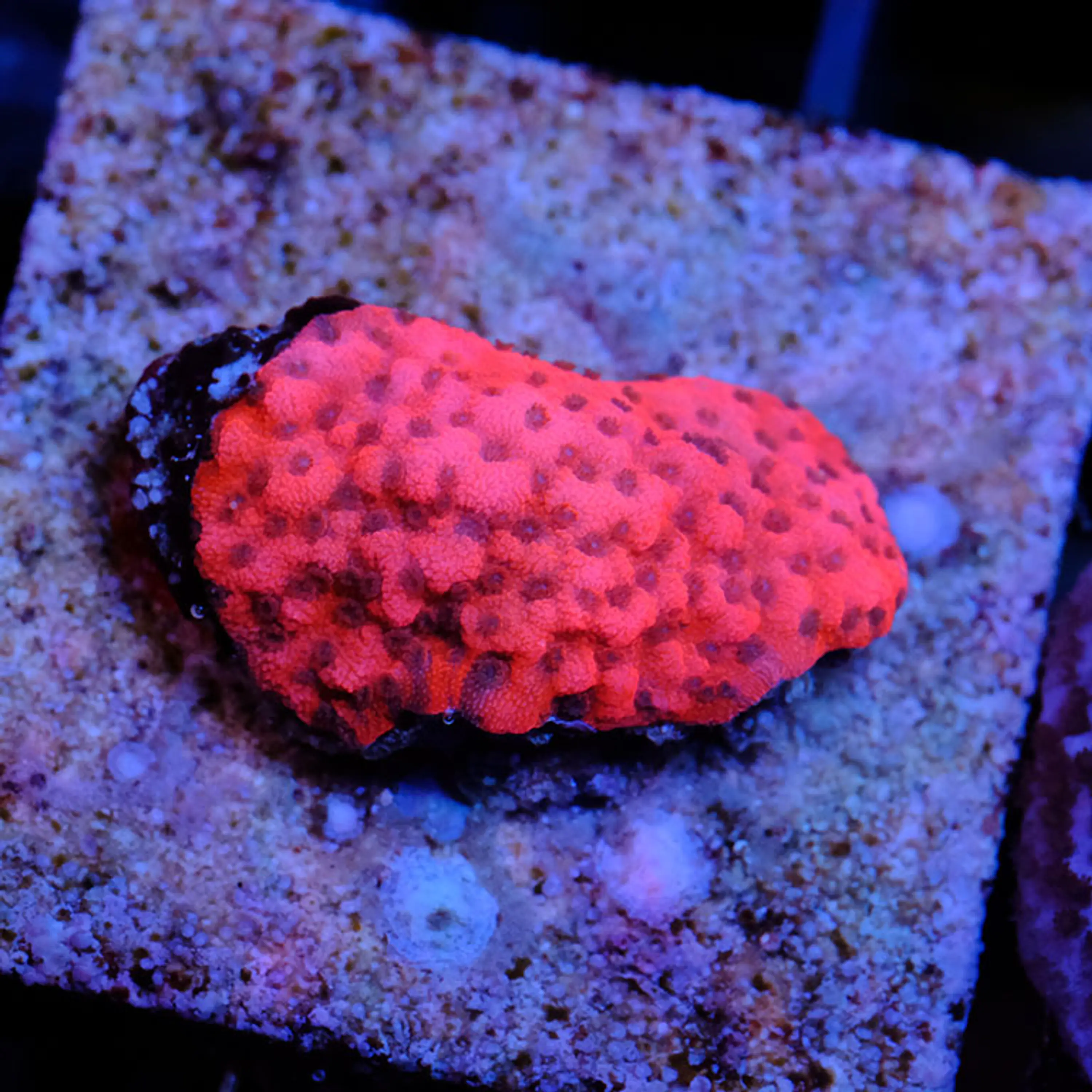 Montipora Mystic Sunset