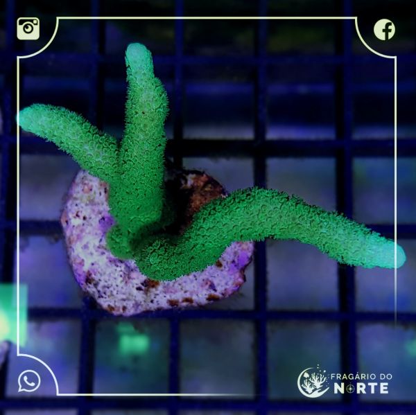 Montipora Digitata Green 2