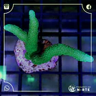 Montipora Digitata Green 2