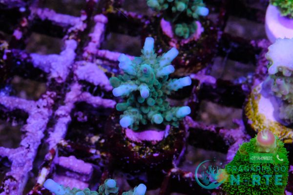 Acropora Loisettae 4