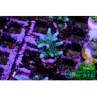 Acropora Loisettae 4