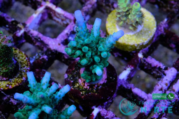 Acropora Loisettae 5