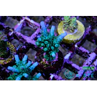 Acropora Loisettae 5