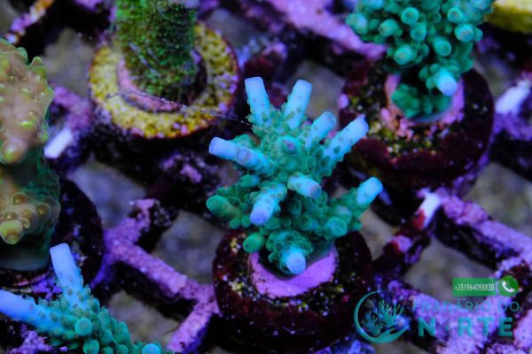 Acropora Loisettae 6