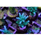 Acropora Loisettae 6