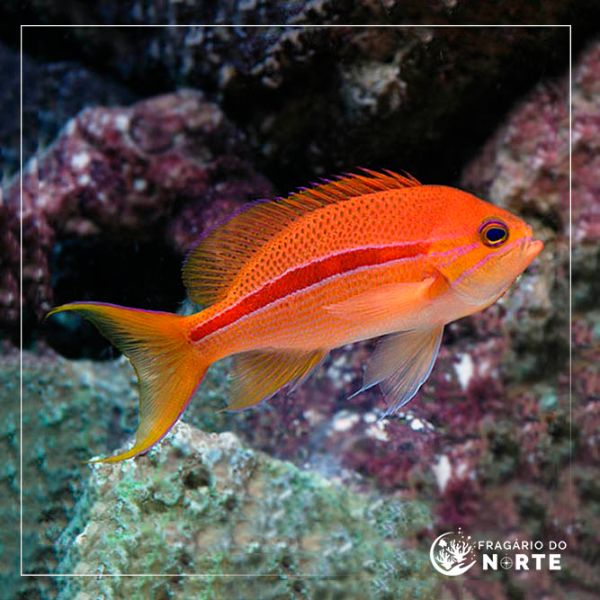 Pseudanthias fasciatus