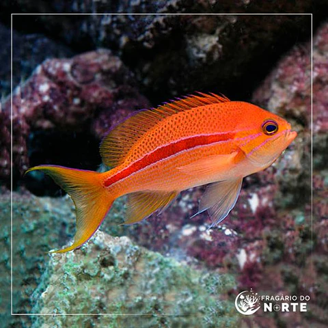 Pseudanthias fasciatus