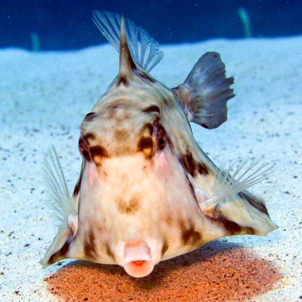 Tetrasomus gibbosus