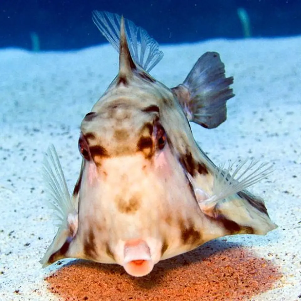 Tetrasomus gibbosus 1