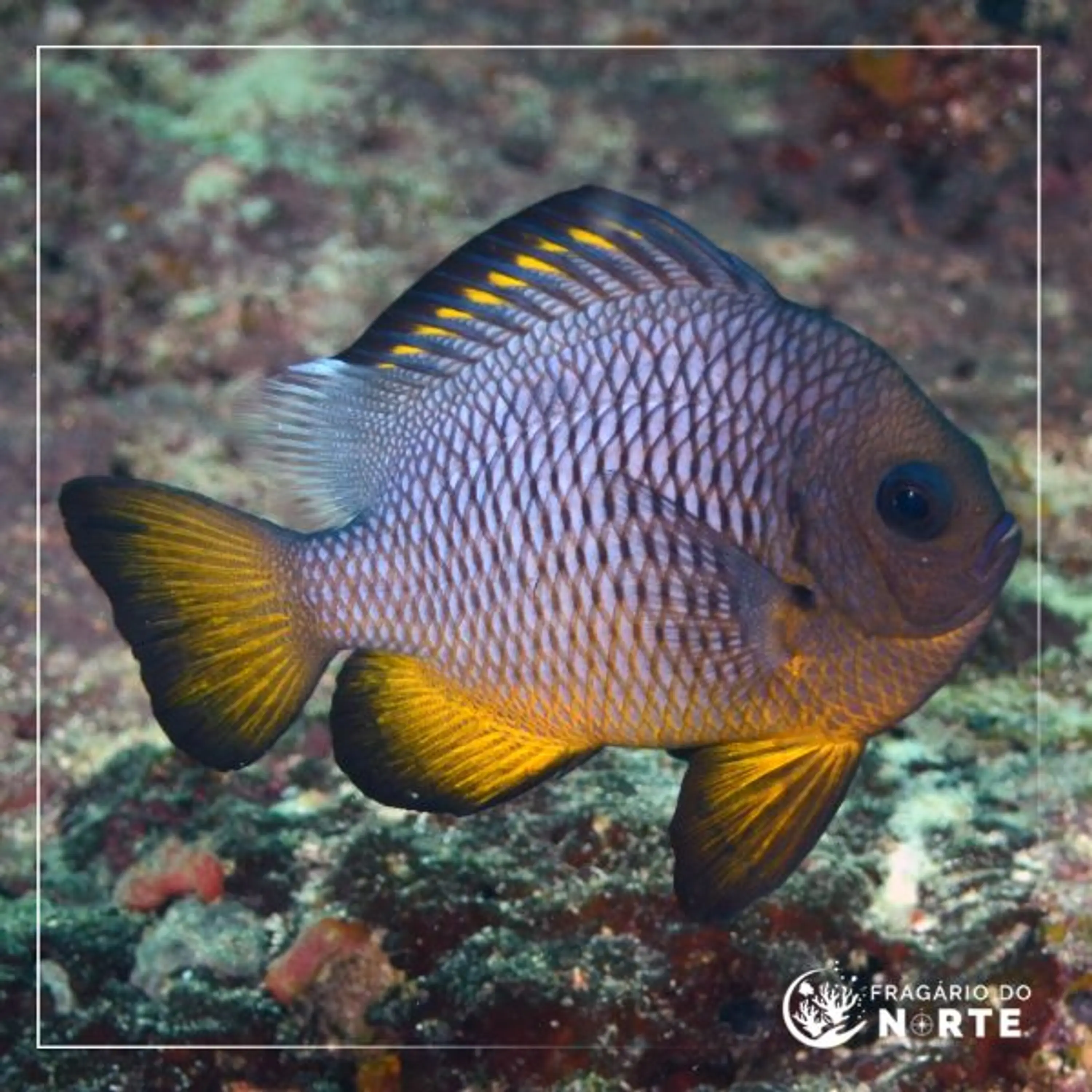 Dascyllus auripinnis