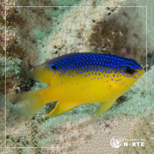 Stegastes leucostictus