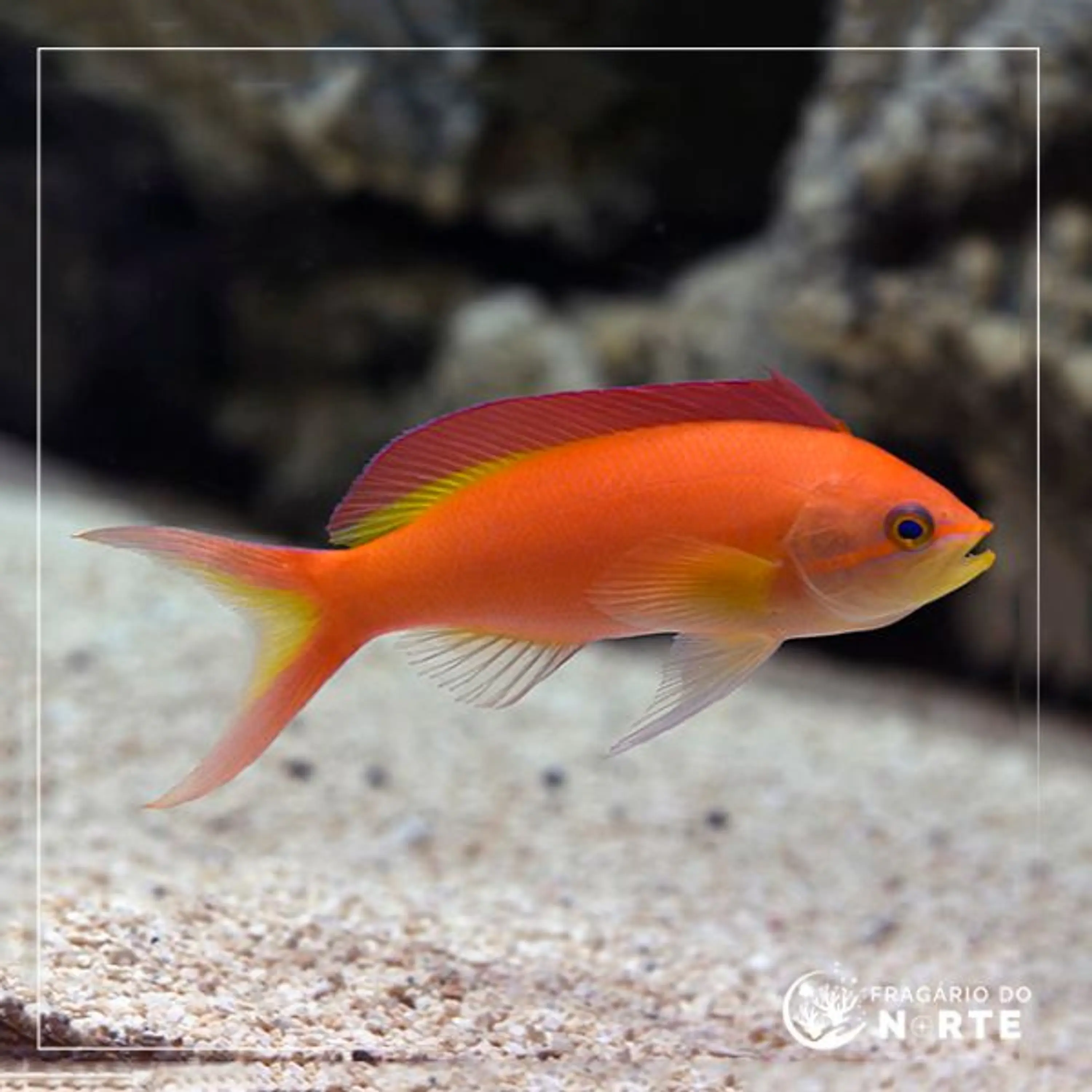 Pseudanthias ignitus