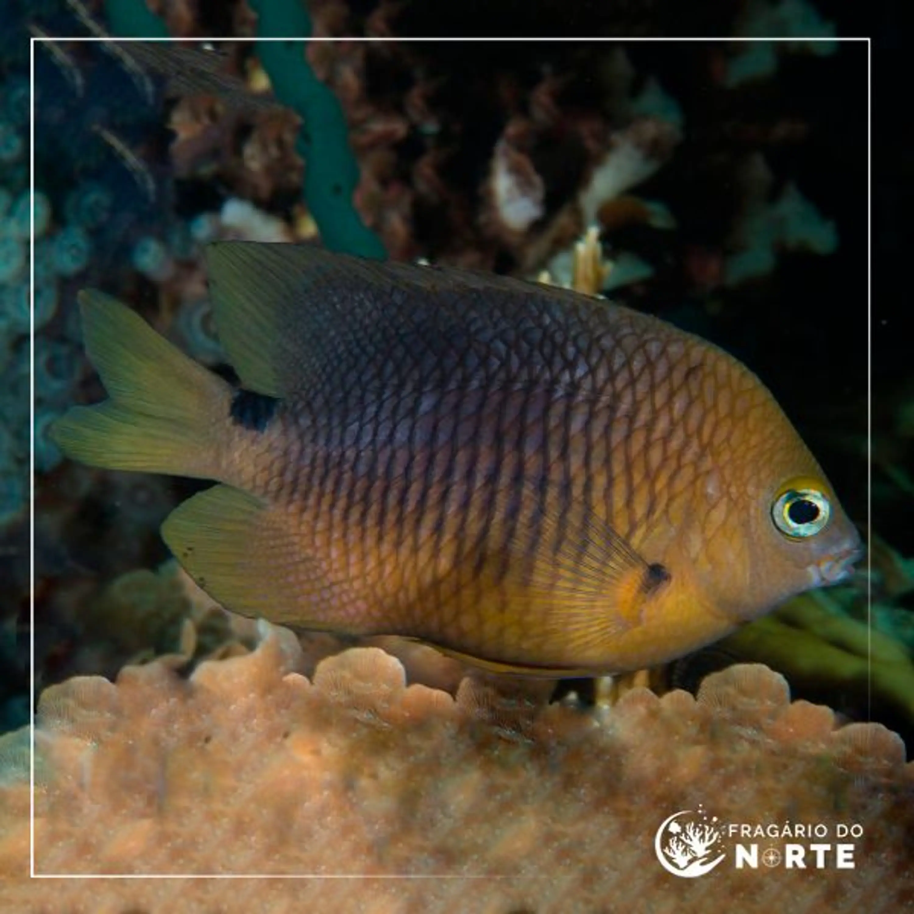 Stegastes planifrons