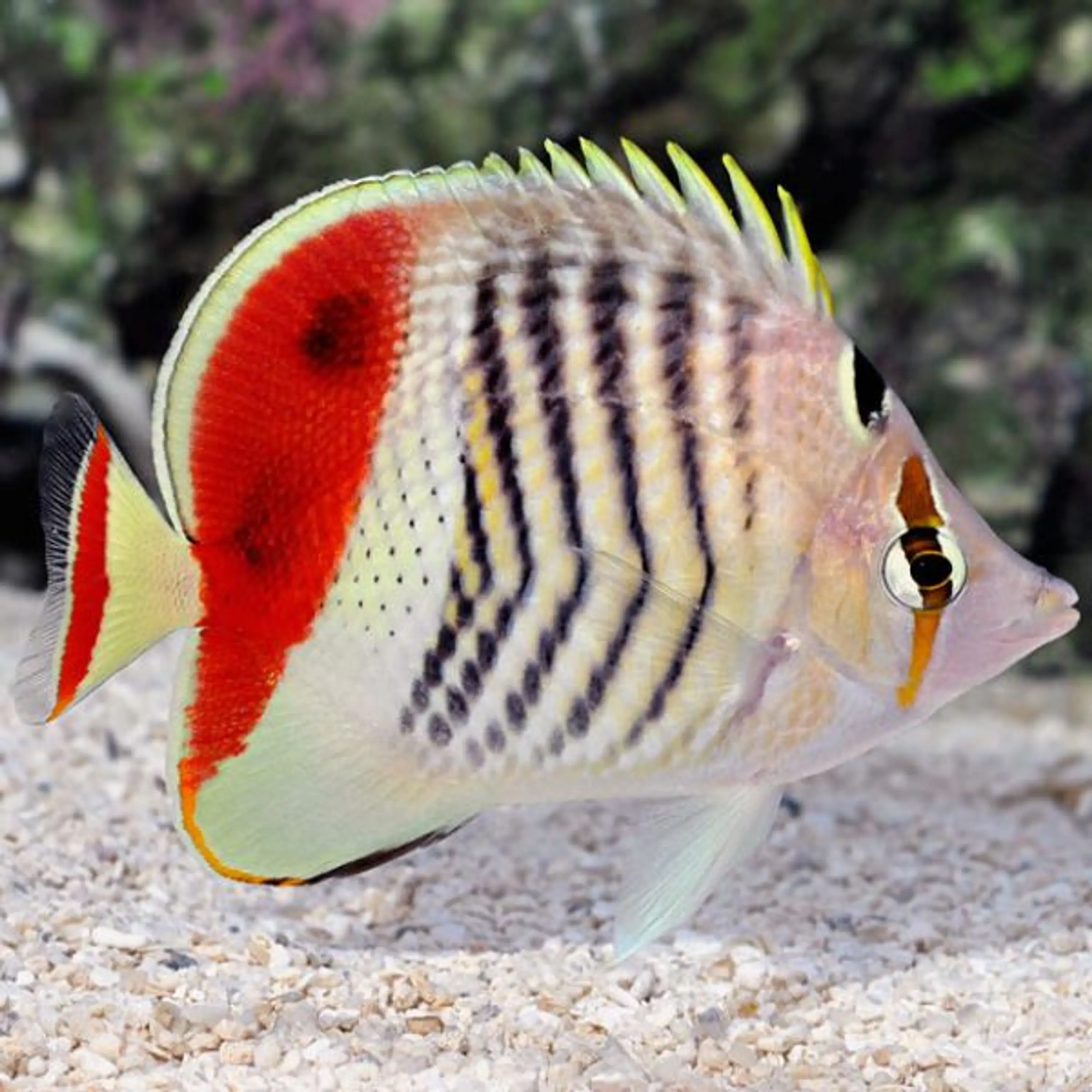 Chaetodon paucifasciatus