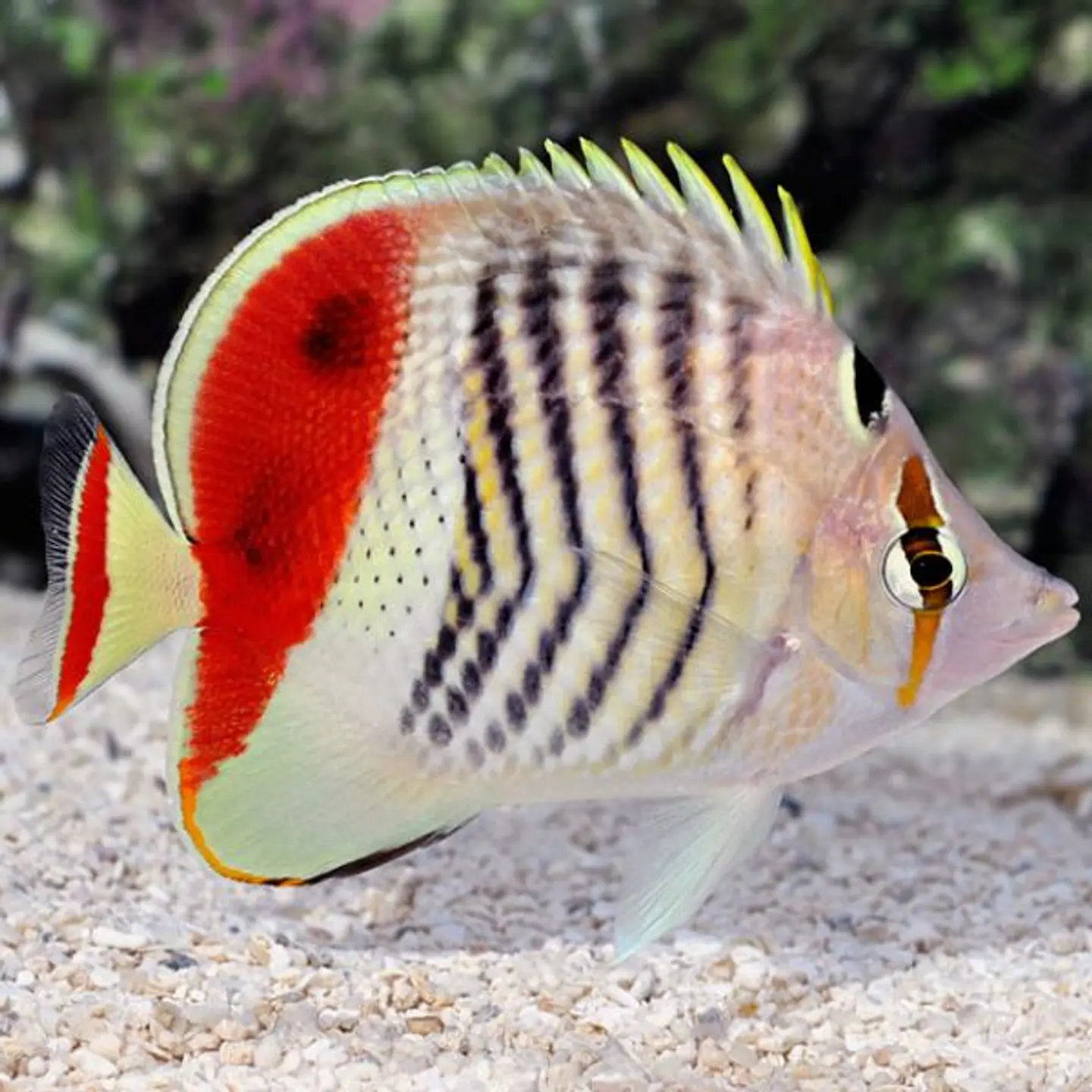 Chaetodon paucifasciatus 1