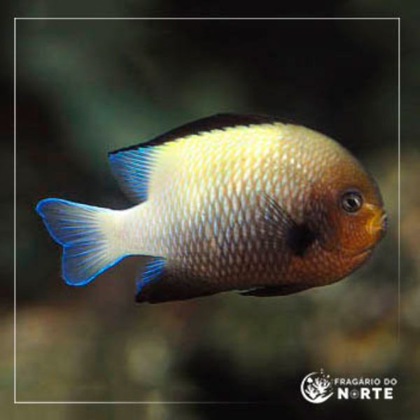 Dascyllus marginatus