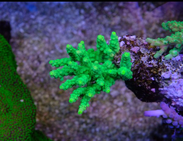 Acropora Green Fuzzy 1