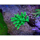 Acropora Green Fuzzy 1