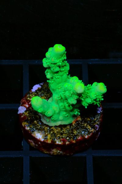 Acropora Green Fuzzy 2