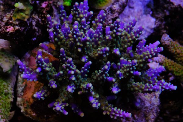 Acropora Valida 1
