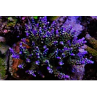 Acropora Valida 1