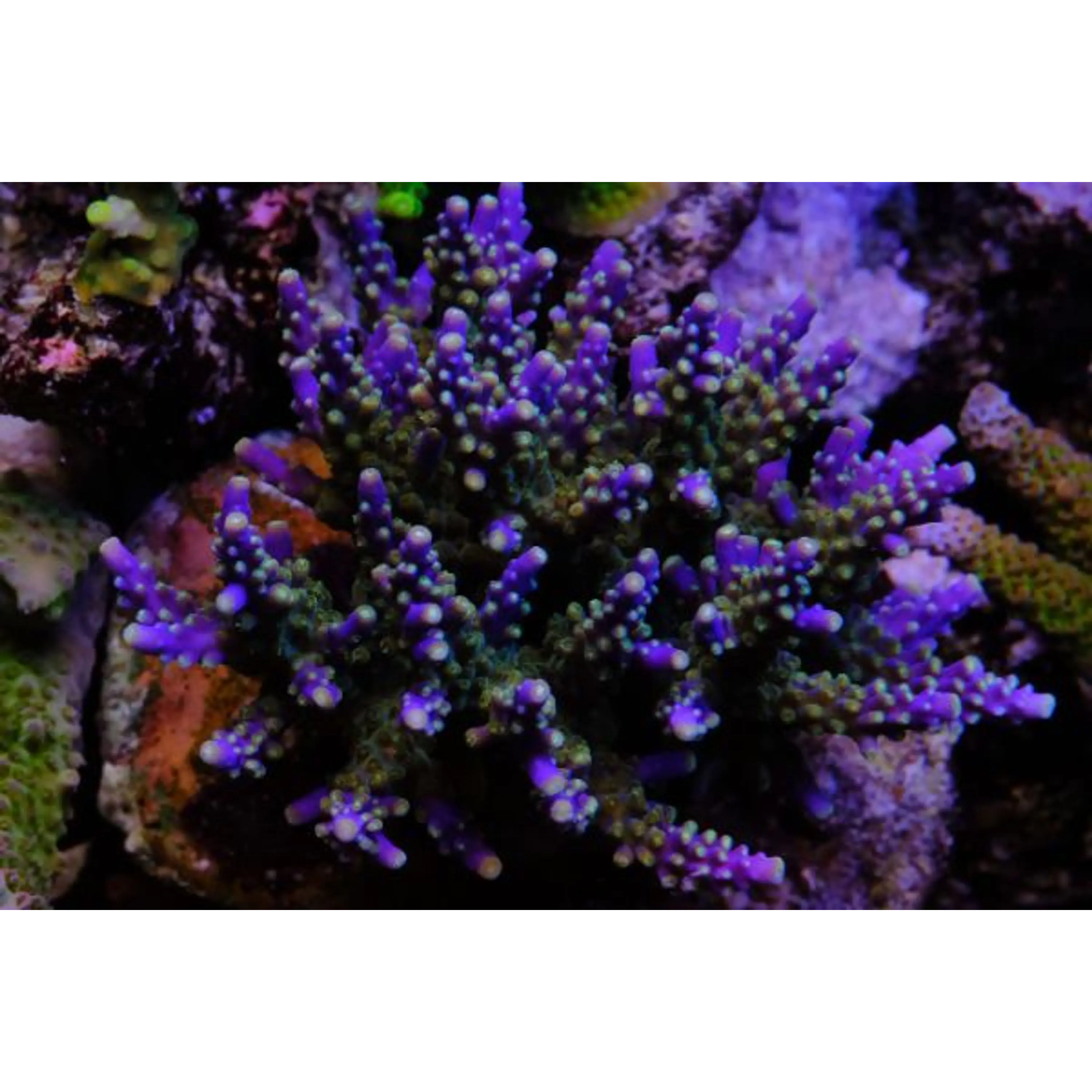 Acropora Valida