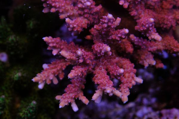 Acropora Paletta Pink 1
