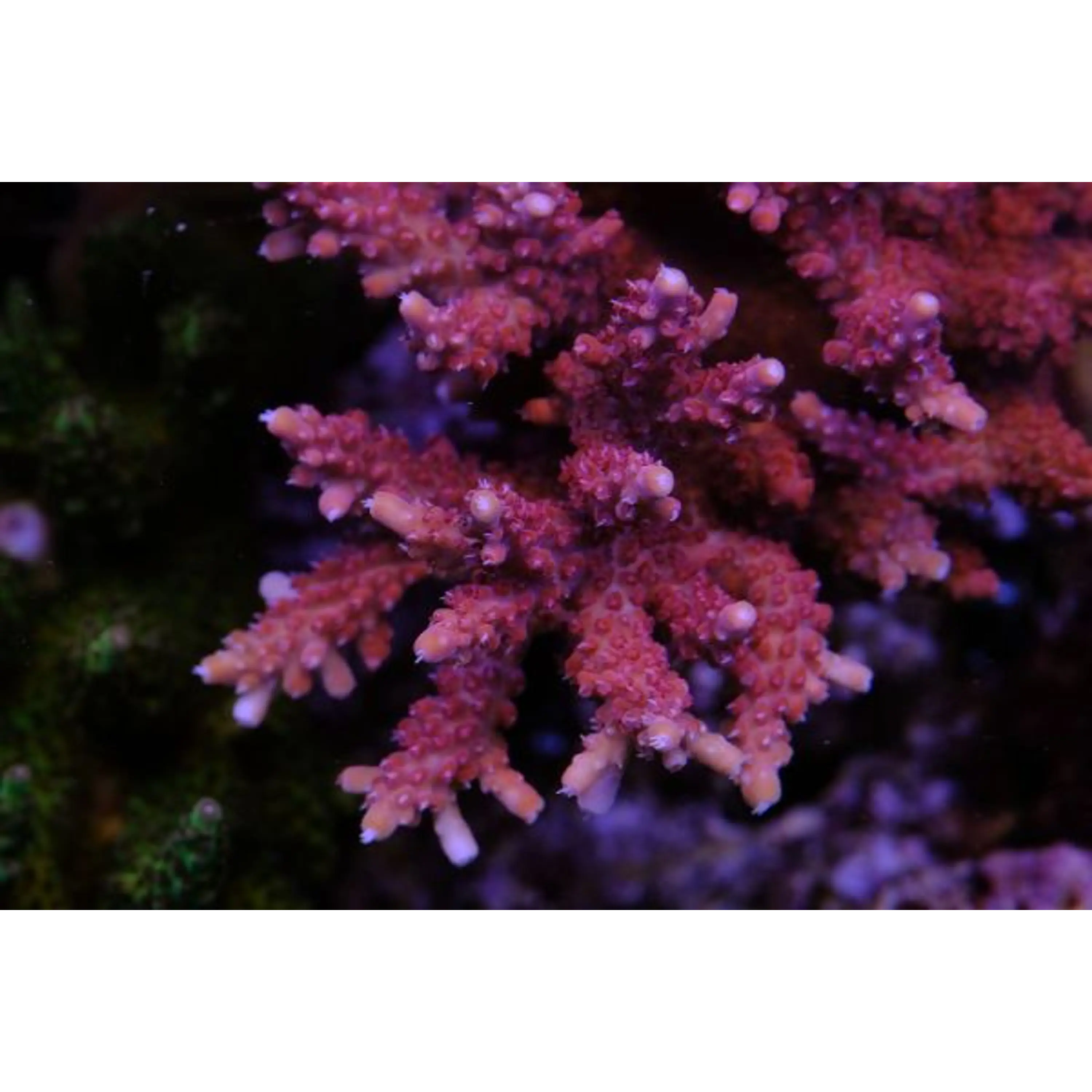 Acropora Paletta Pink