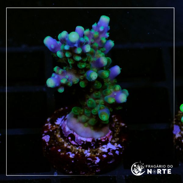 Acropora Valida 2