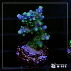 Acropora Valida 2