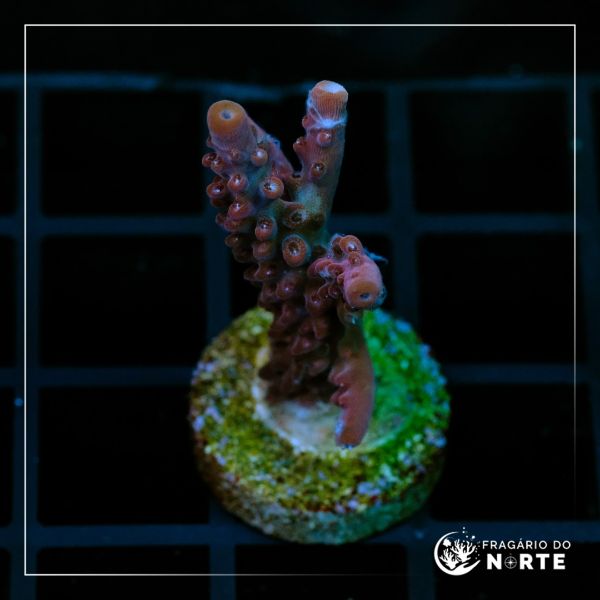 Acropora Paletta Pink 2