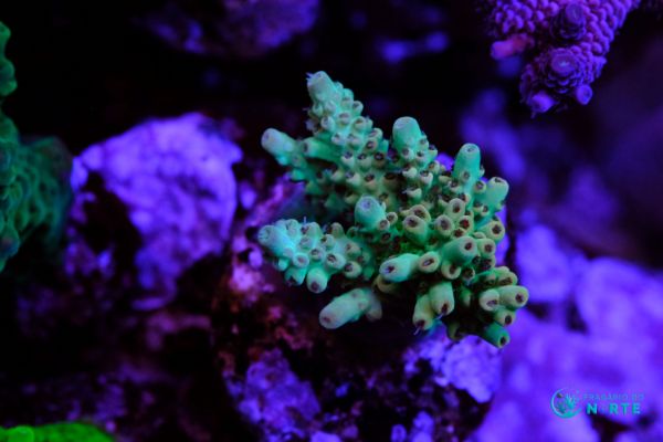 Acropora Microclados Orange Tips 1