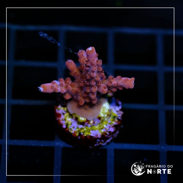 Acropora Paletta Pink 3