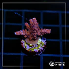 Acropora Paletta Pink 3