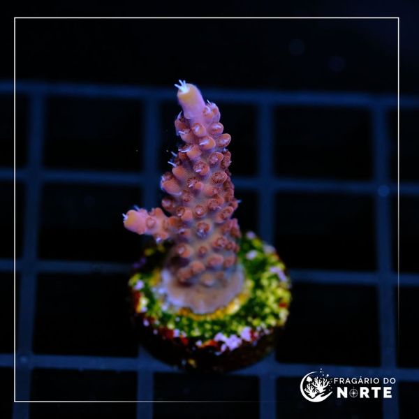 Acropora Paletta Pink 4