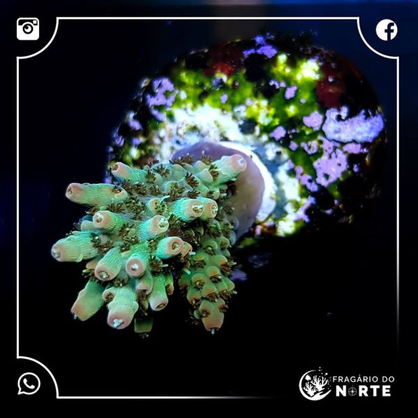 Acropora Microclados Orange Tips 2