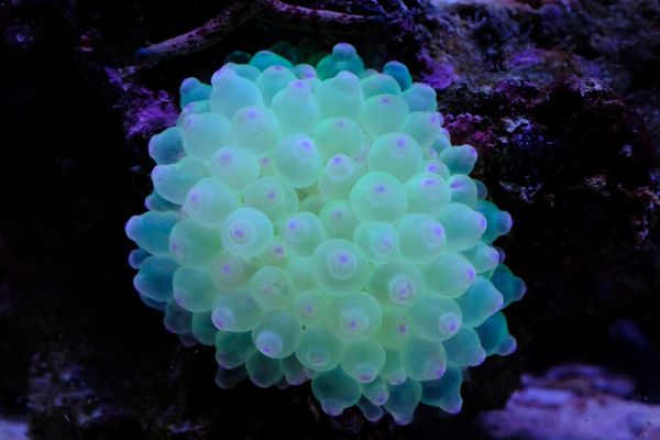 Entacmaea quadricolor Bubble anemone Green