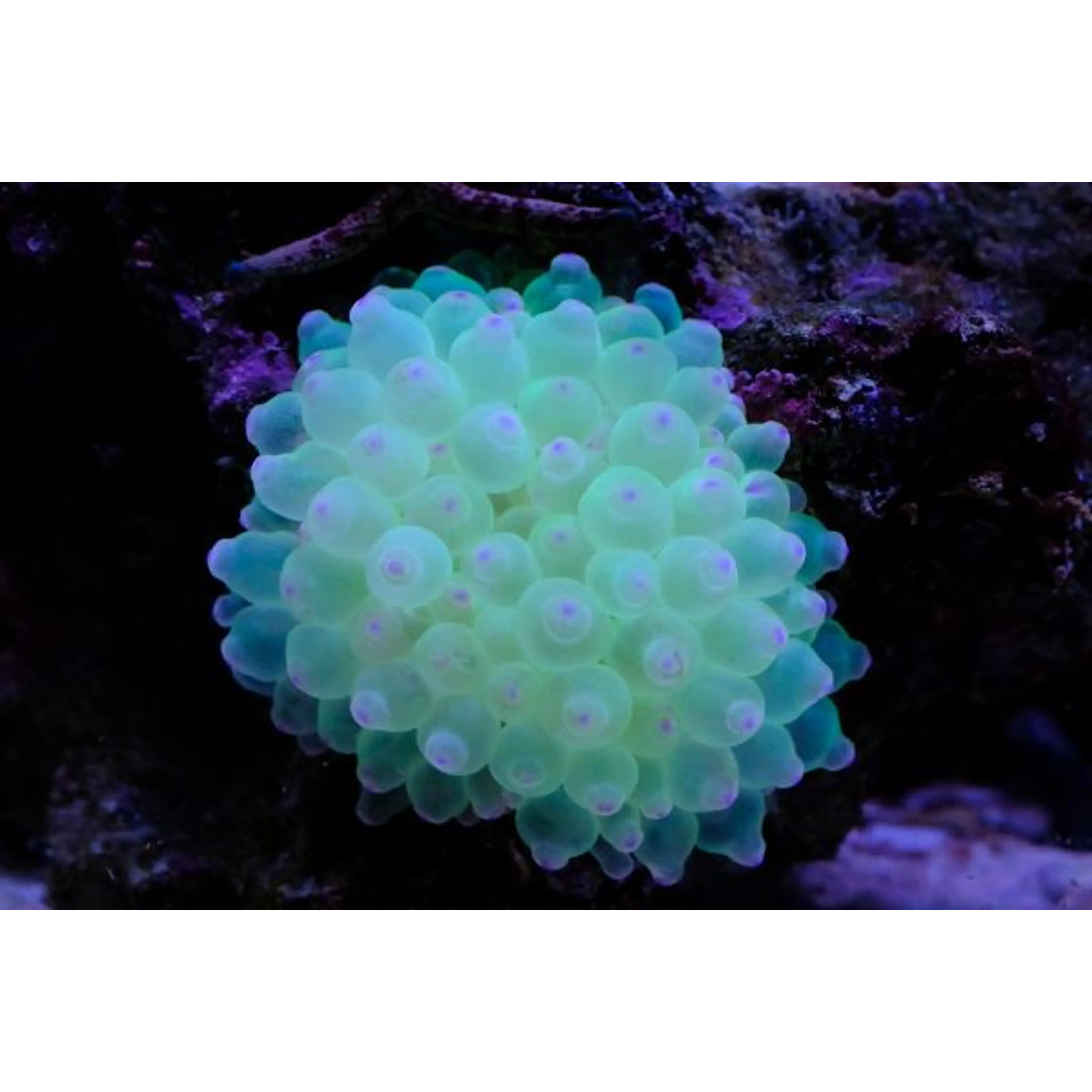 Entacmaea quadricolor Bubble anemone Green