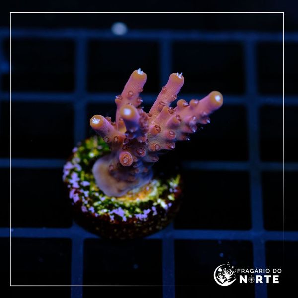 Acropora Paletta Pink 5