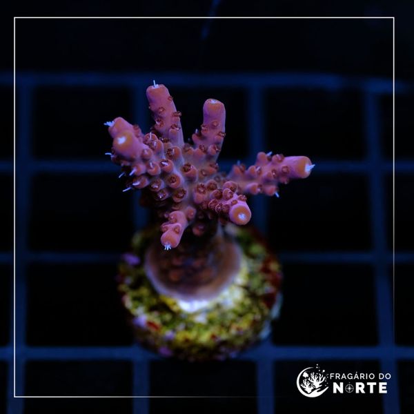 Acropora Paletta Pink 6