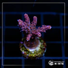 Acropora Paletta Pink 6