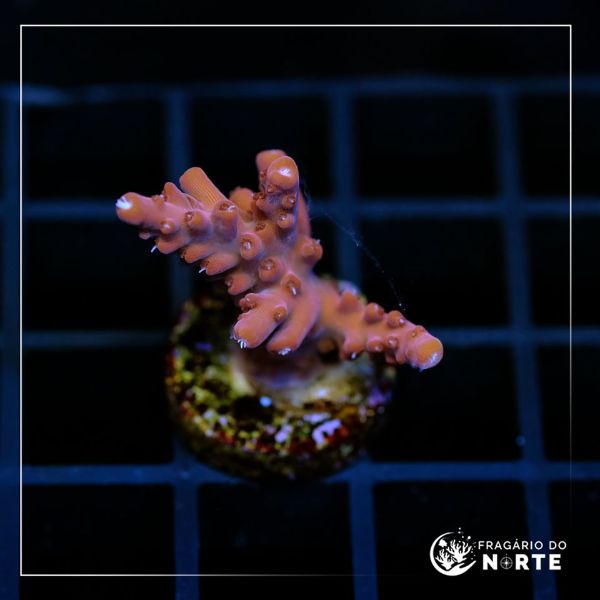 Acropora Paletta Pink 7