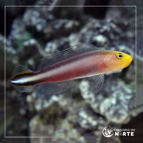 Pseudochromis bitaeniatus