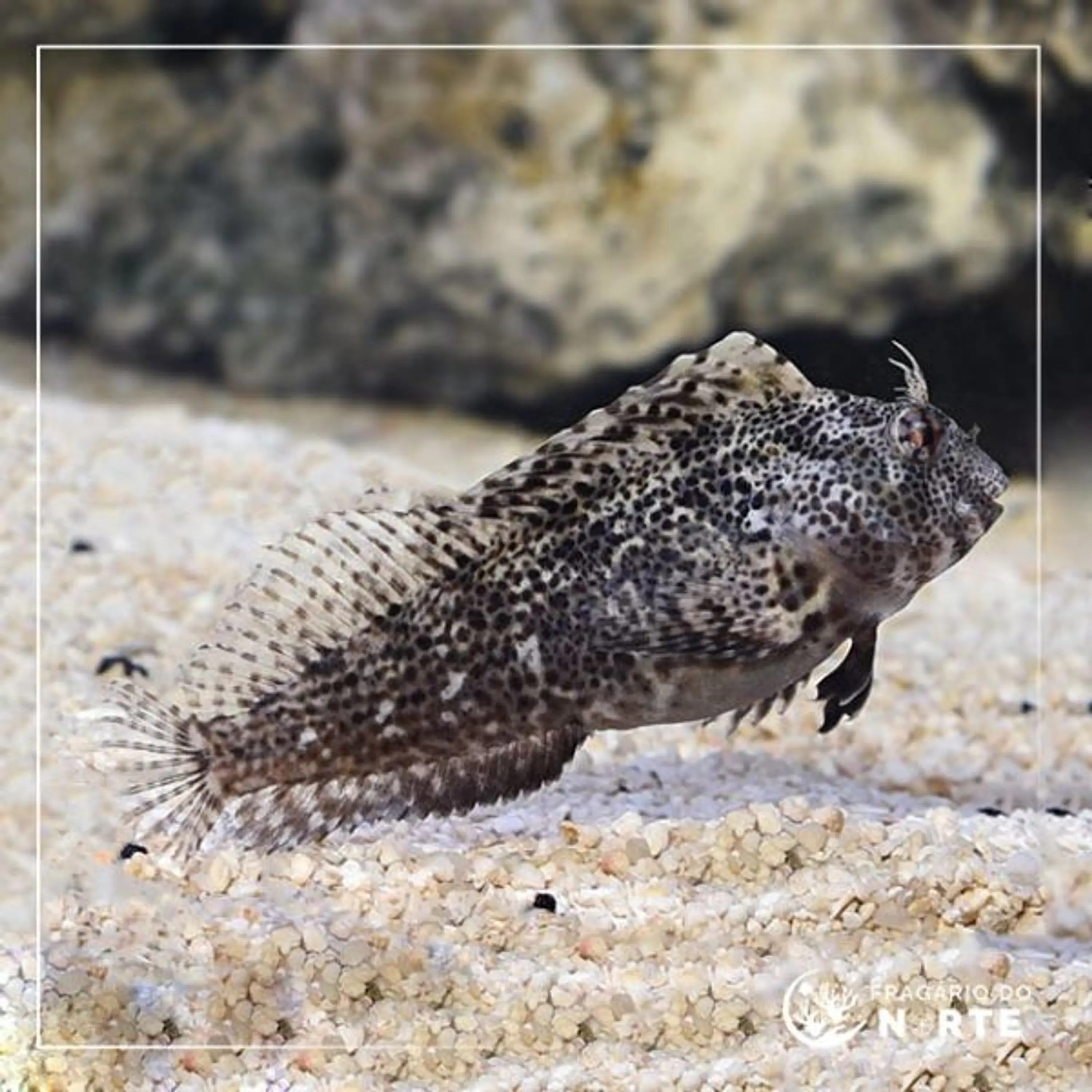 Scartella cristata