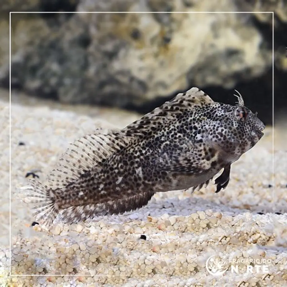 Scartella cristata 1
