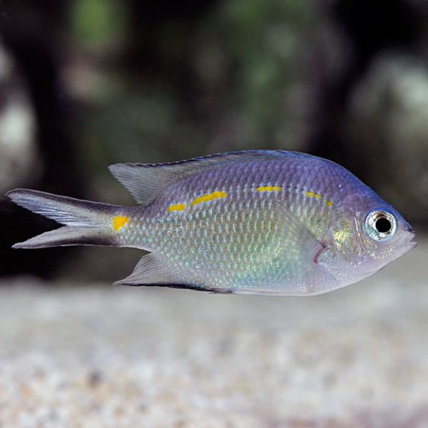 Acanthochromis polyacanthus